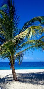 Palms,Mer,Paysage,Plage