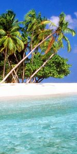 Paysage,Palms,Mer,Plage