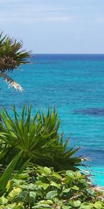 Árboles,Palms,Paisaje,Mar