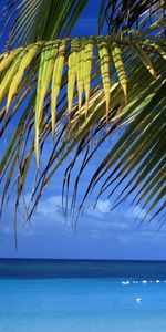 Landscape,Sea,Plants,Palms