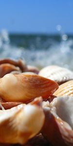 Landscape,Sea,Shells