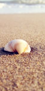 Landscape,Sea,Shells,Beach