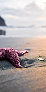 Landscape,Sea,Starfish,Beach