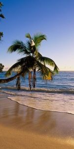 Landscape,Sea,Sun,Palms,Beach