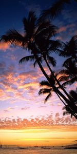 Coucher De Soleil,Mer,Paysage,Palms