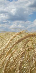 Landscape,Sky,Clouds,Fields,Wheat