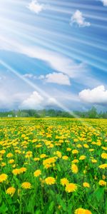 Landscape,Sky,Flowers,Fields