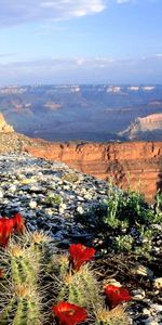 Sky,Montagnes,Cactus,Paysage