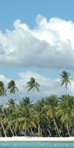 Paysage,Palms,Sky