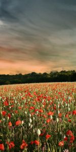 Cielo,Paisaje,Amapolas