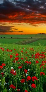 Landscape,Sky,Poppies,Plants,Fields,Flowers