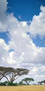 Paysage,Arbres,Sky,Savanna