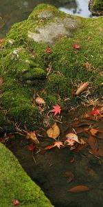 Landscape,Stones,Leaves