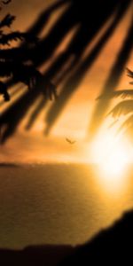 Sun,Paysage,Palms