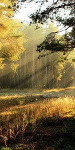 Landscape,Sun,Plants