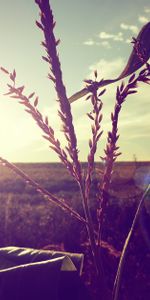 Landscape,Sun,Plants,Fields