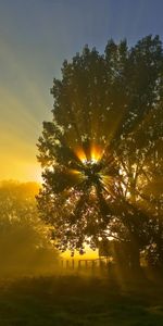 Landscape,Sun,Trees