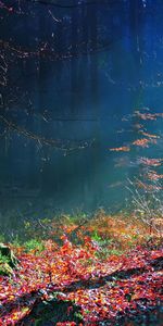 Landscape,Sun,Trees,Autumn