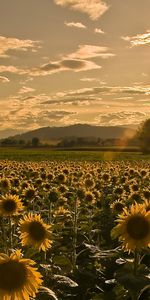 Landscape,Sunflowers,Fields