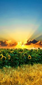 Landscape,Sunflowers,Fields