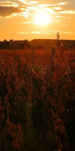 Coucher De Soleil,Paysage