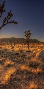 Puesta Del Sol,Desierto,Paisaje