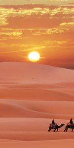 Landscape,Sunset,Desert,Camels,Sand