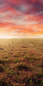 Les Champs,Coucher De Soleil,Paysage