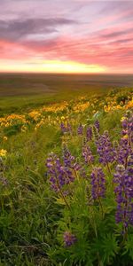 Les Champs,Coucher De Soleil,Paysage