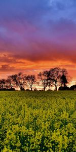 Coucher De Soleil,Paysage,Les Champs