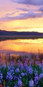 Paysage,Fleurs,Coucher De Soleil