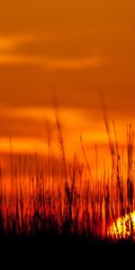 Herbe,Les Champs,Coucher De Soleil,Paysage