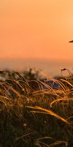 Herbe,Coucher De Soleil,Sky,Paysage