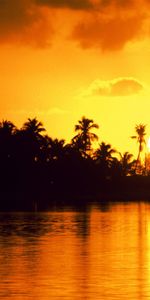 Coucher De Soleil,Palms,Paysage