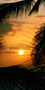 Palms,Coucher De Soleil,Paysage