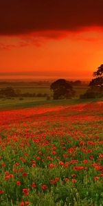 Coucher De Soleil,Paysage,Les Champs,Coquelicots