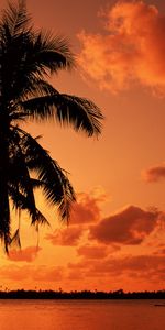 Mer,Coucher De Soleil,Palms,Paysage