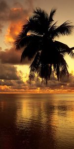 Landscape,Sunset,Sea,Palms