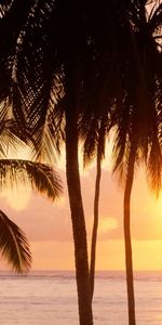 Landscape,Sunset,Sea,Palms