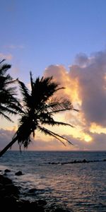 Landscape,Sunset,Sea,Palms