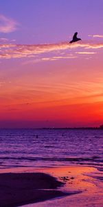 Puesta Del Sol,Gaviotas,Mar,Paisaje