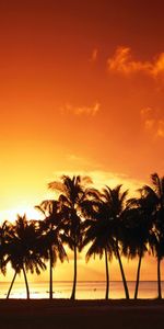 Sky,Paysage,Palms,Coucher De Soleil