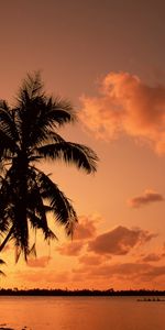 Arbres,Sky,Paysage,Coucher De Soleil,Palms,Mer