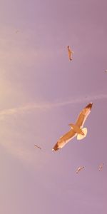 Birds,Puesta Del Sol,Cielo,Gaviotas,Paisaje