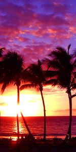 Paisaje,Sol,Palms,Puesta Del Sol