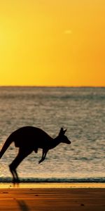 Landscape,Sunset,Sun,Sea,Kangaroo,Beach