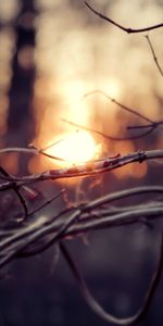 Arbres,Coucher De Soleil,Paysage