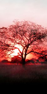 Landscape,Sunset,Trees