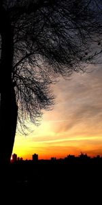 Arbres,Coucher De Soleil,Paysage