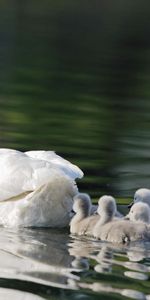 Landscape,Swans,Birds